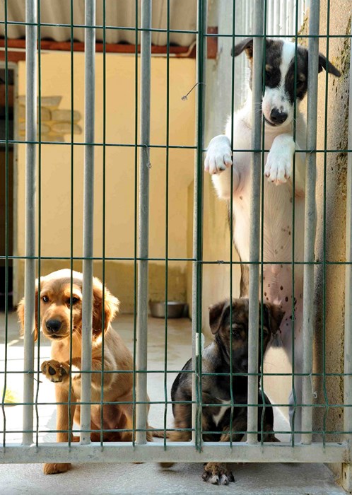 Villevaudé, la fondation Assistance aux animaux