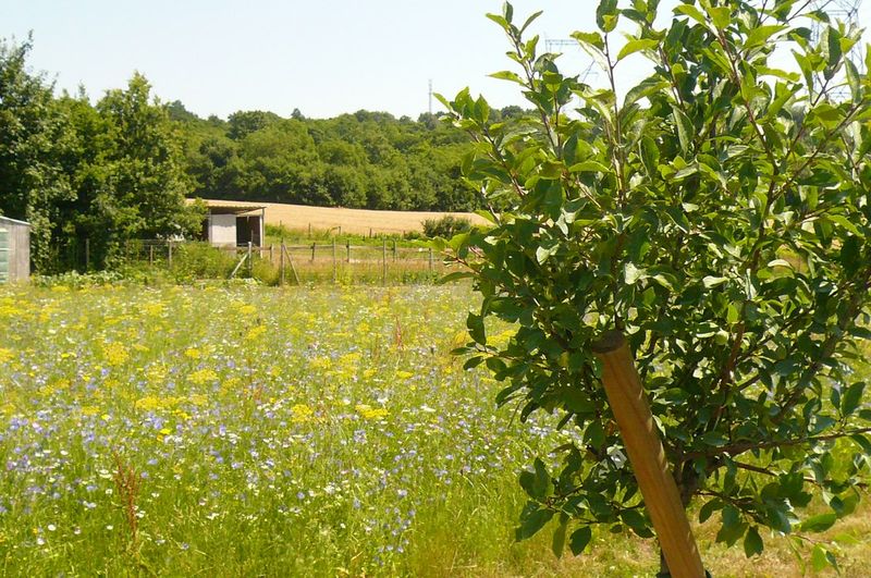 « L&rsquo;Edelweiss » a son Courtil à Villevaudé
