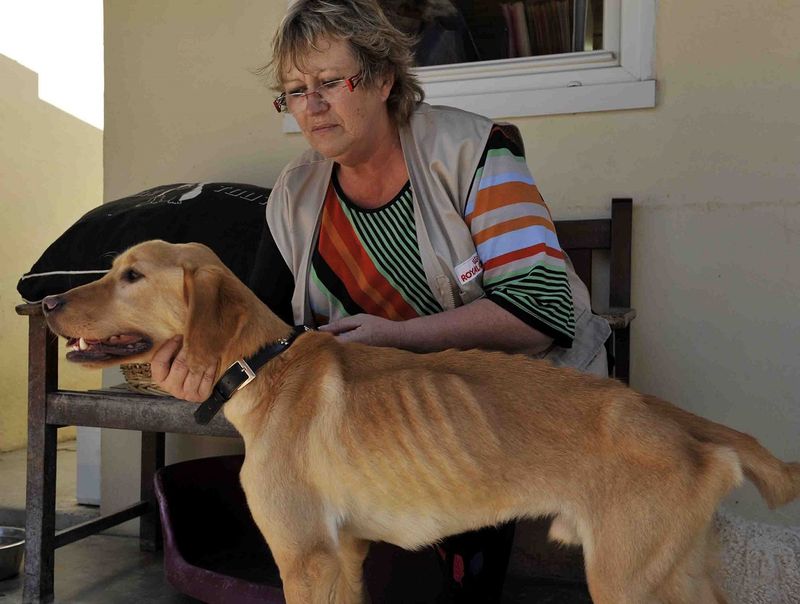 Villevaudé… au refuge de la Fondation « Assistance aux animaux »
