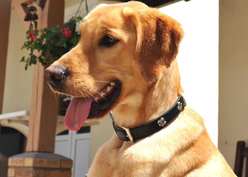 Fondation Assistance aux animaux… Des nouvelles de Lucky