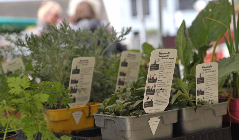 Villevaudé: Les bons plants s’échangent, la contestation germe