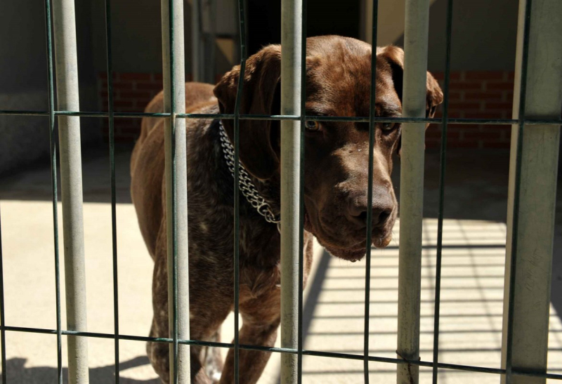 Fondation Assistance aux animaux de Villevaudé