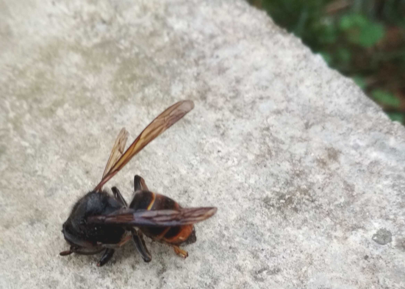 Le frelon asiatique va proliférer au printemps à cause de l’hiver trop doux : un apiculteur donne l’alerte