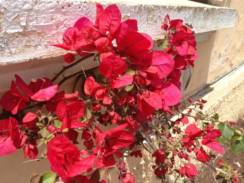 Bougainville, Suisnes, bougainvillées et roses